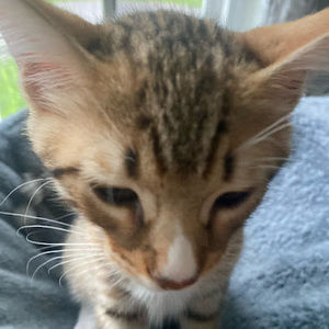 Meet your Posher, Lilnicky